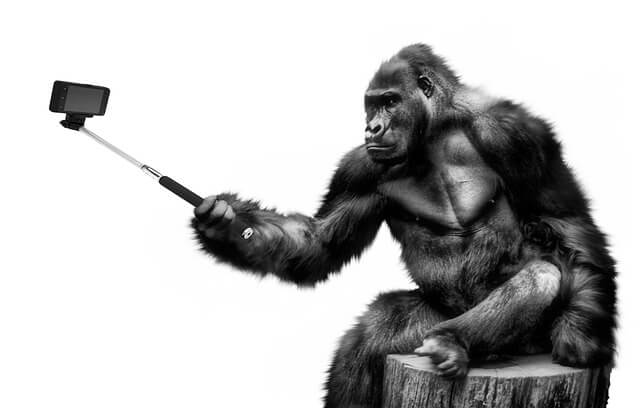 gorilla taking a selfie